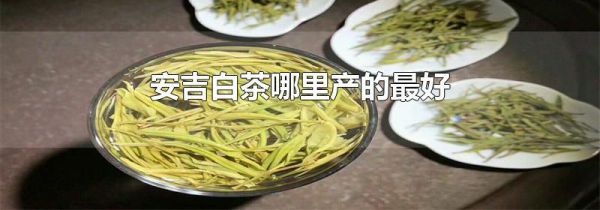 安吉白茶哪里产的最好