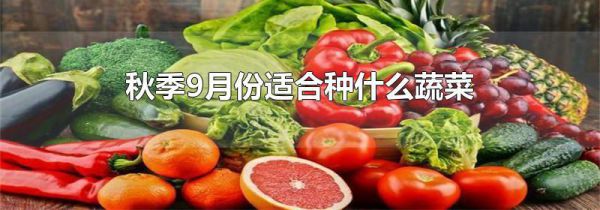 秋季9月份适合种什么蔬菜