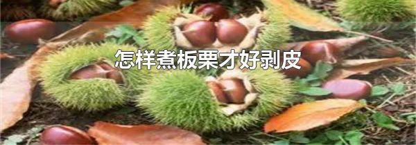 怎样煮板栗才好剥皮