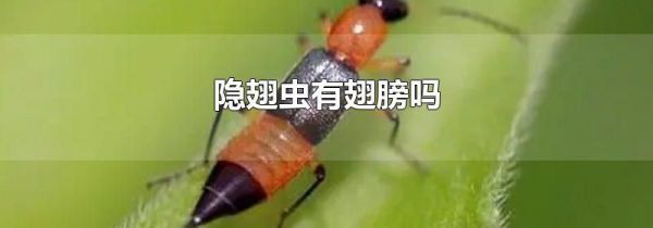 隐翅虫有翅膀吗