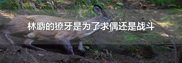 林麝的獠牙是为了求偶还是战斗