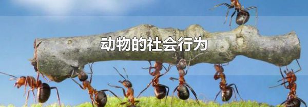 动物的社会行为