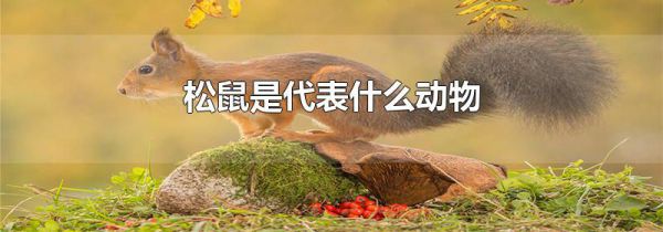 松鼠是代表什么动物