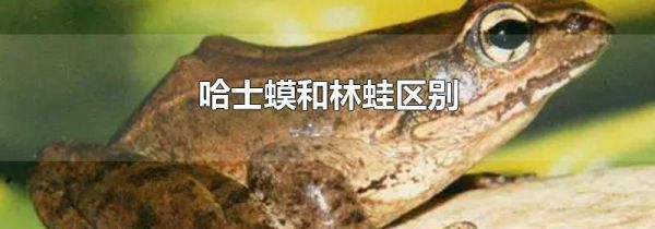 哈士蟆和林蛙区别
