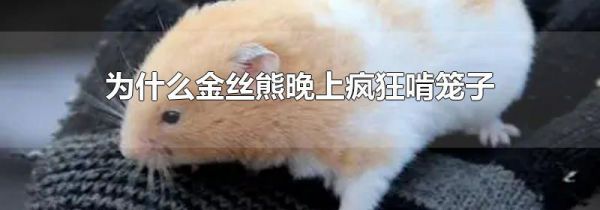 为什么金丝熊晚上疯狂啃笼子