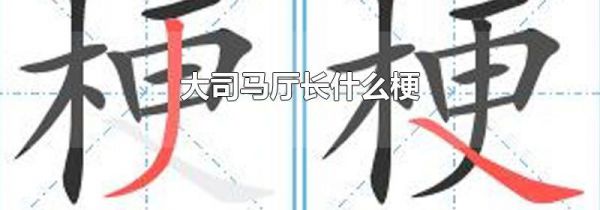 大司马厅长什么梗