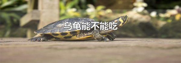 乌龟能不能吃