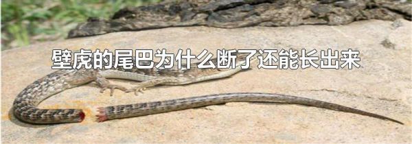 壁虎的尾巴为什么断了还能长出来