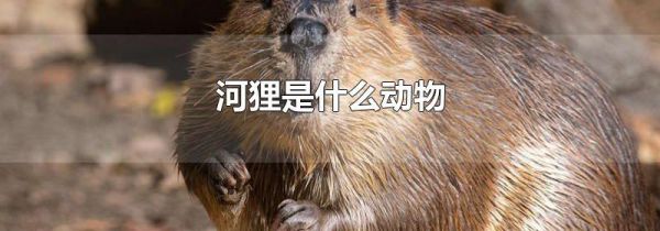 河狸是什么动物