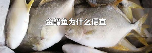 金鲳鱼为什么便宜