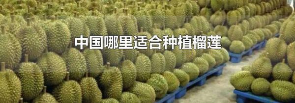 中国哪里适合种植榴莲