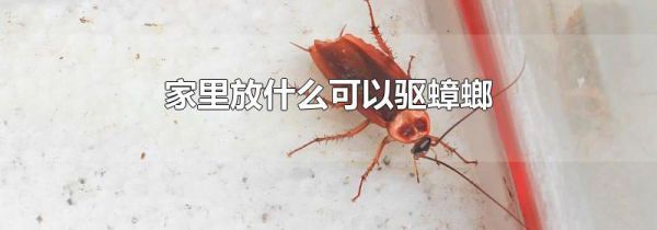 家里放什么可以驱蟑螂