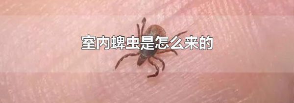 室内蜱虫是怎么来的