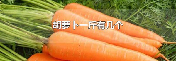 胡萝卜一斤有几个