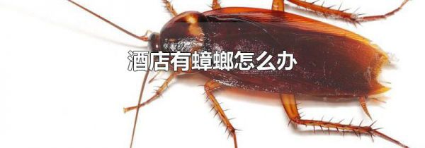 酒店有蟑螂怎么办