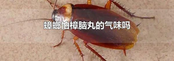 蟑螂怕樟脑丸的气味吗