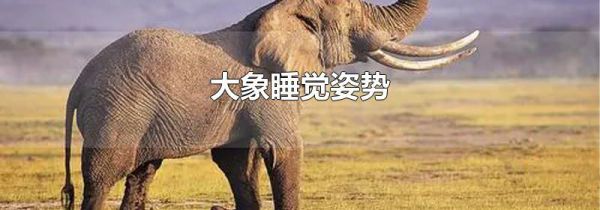大象睡觉姿势
