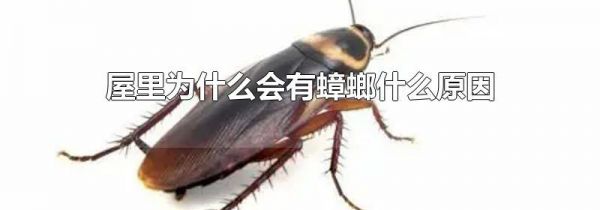 屋里为什么会有蟑螂什么原因