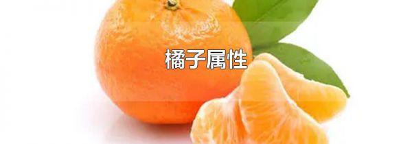 橘子属性