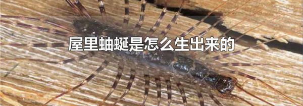 屋里蚰蜒是怎么生出来的