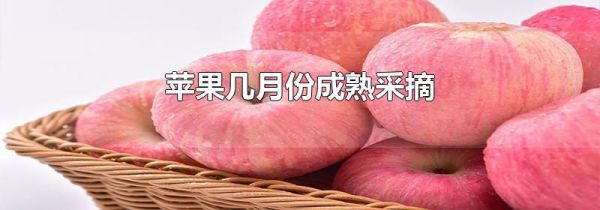苹果几月份成熟采摘