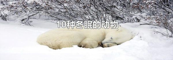 10种冬眠的动物