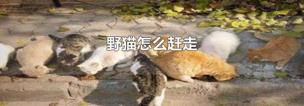 野猫怎么赶走