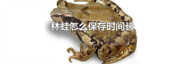 林蛙怎么保存时间长