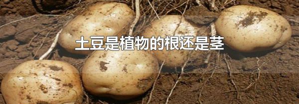 土豆是植物的根还是茎