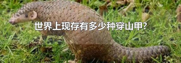 世界上现存有多少种穿山甲?