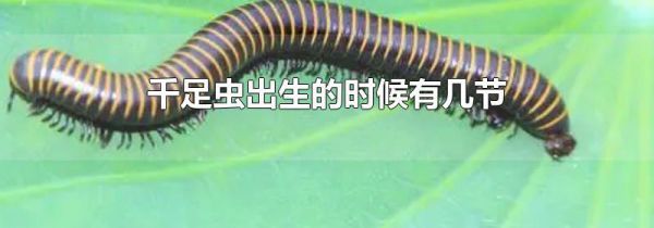 千足虫出生的时候有几节