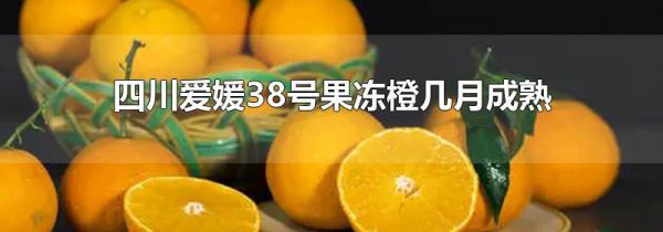 四川爱媛38号果冻橙几月成熟