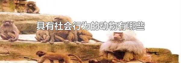 具有社会行为的动物有哪些