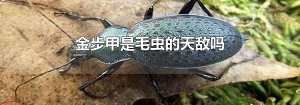 金步甲是毛虫的天敌吗