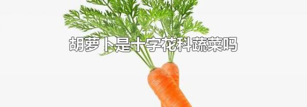 胡萝卜是十字花科蔬菜吗