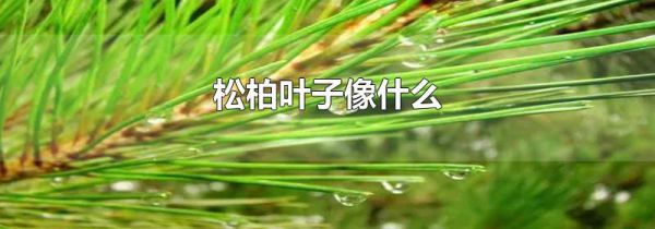 松柏叶子像什么