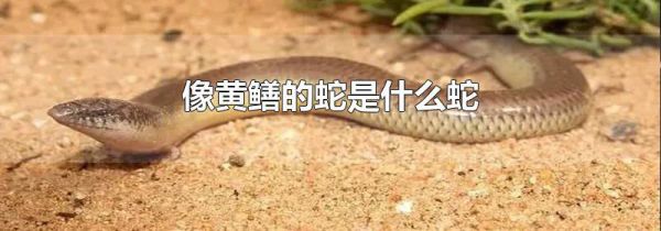 像黄鳝的蛇是什么蛇