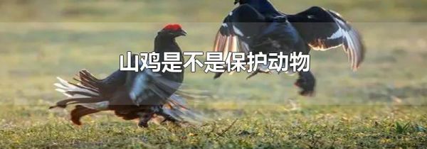 山鸡是不是保护动物