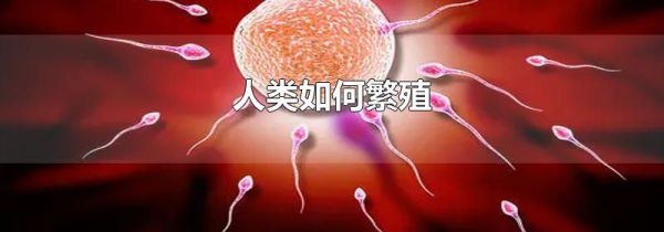 人类如何繁殖