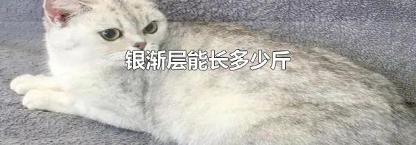 银渐层能长多少斤