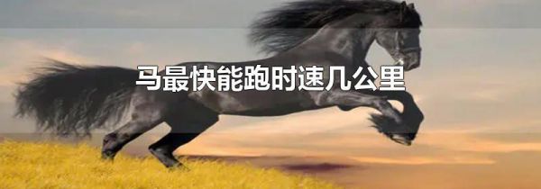 马最快能跑时速几公里
