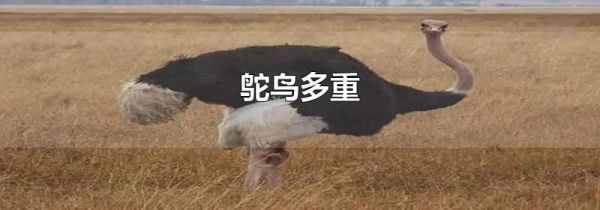 鸵鸟多重