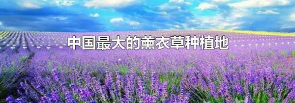 中国最大的薰衣草种植地