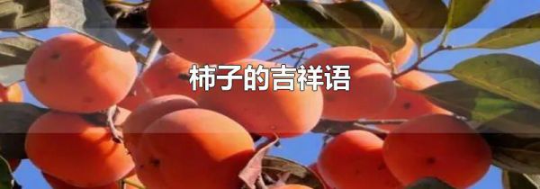 柿子的吉祥语