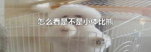 怎么看是不是小体比熊
