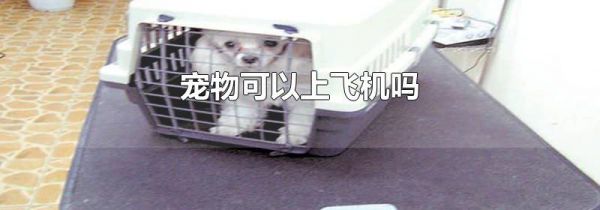 宠物可以上飞机吗