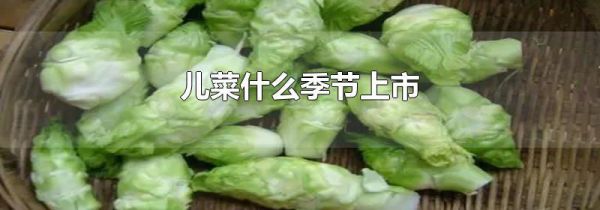 儿菜什么季节上市