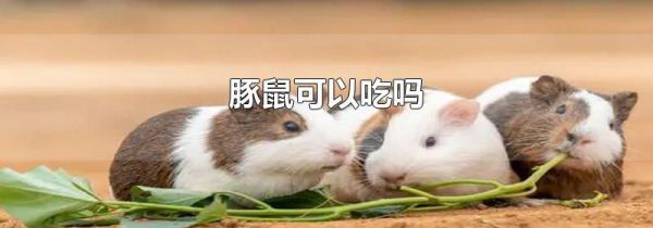豚鼠可以吃吗