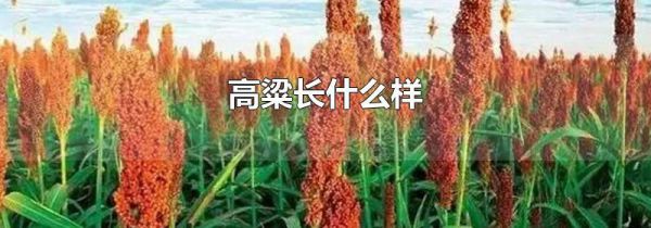 高粱长什么样
