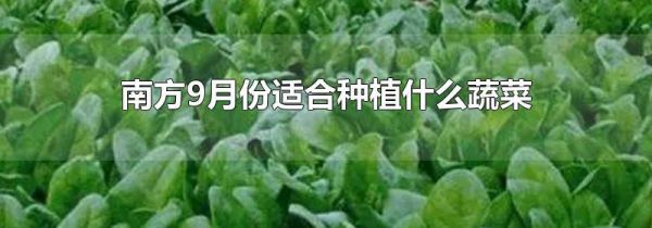 南方9月份适合种植什么蔬菜